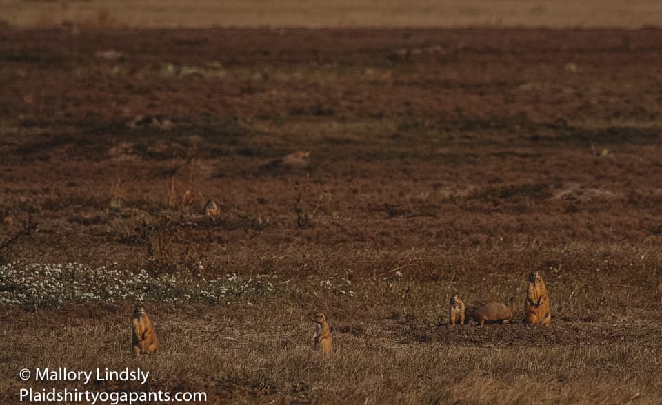 Prairie dogs in badlands national park 
