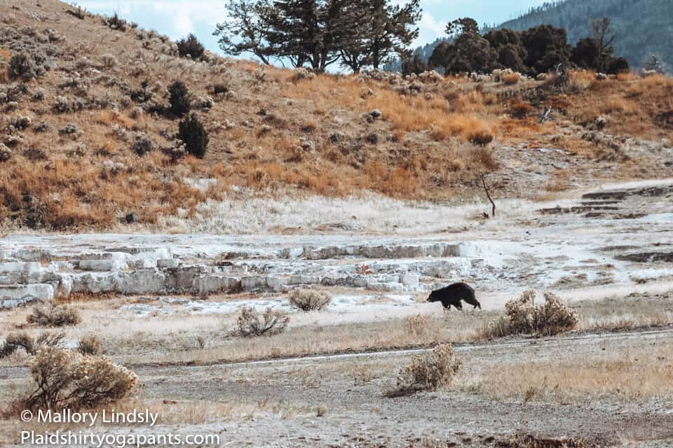 Yellowstone National Park Black Bear Runing