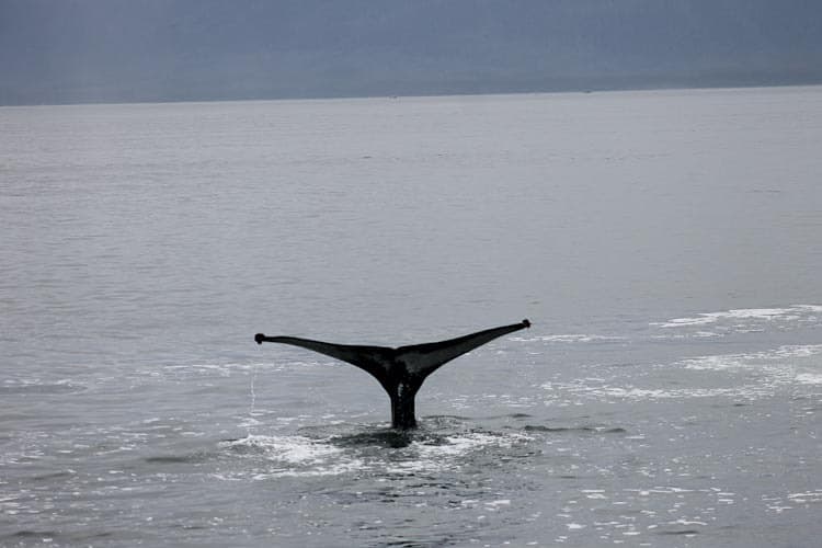 Whale tail flip in alaska