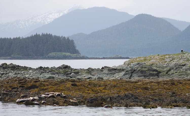 Seals and Bald Eagles in Alaska