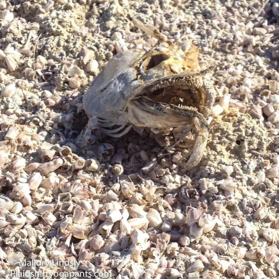 Dead Tilapia on the Salton Sea Beach | salton sea dead fish
