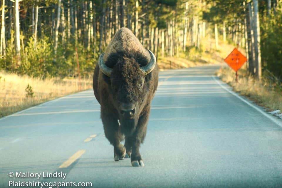 Buffalo walking down the street in Yellowstone national park 