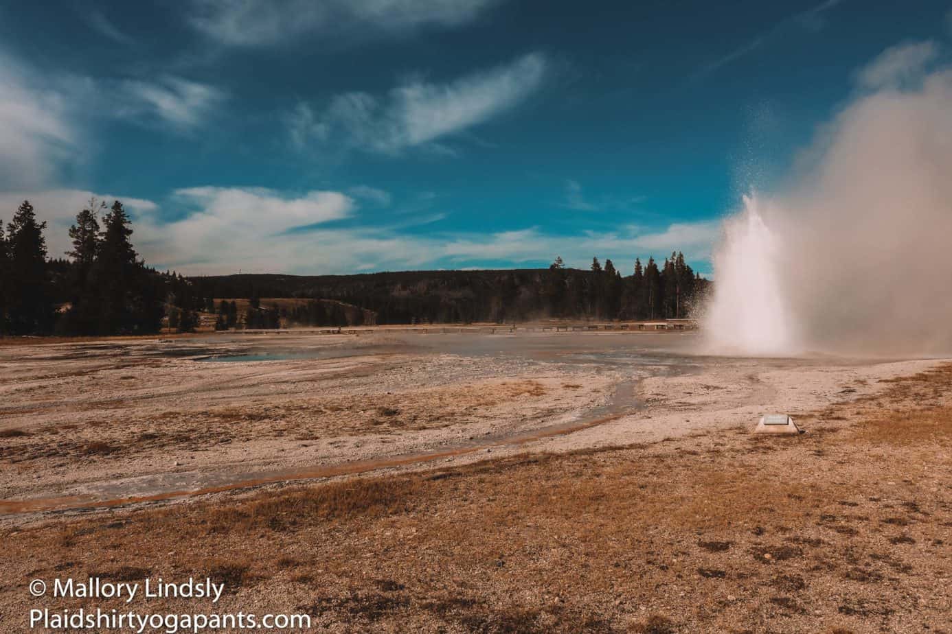 Daisy Geyser erupting in the afternoon