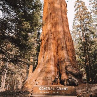 The bottom half of General Grant and the sign stating its the nation's christmas tree in Sequoia National Park