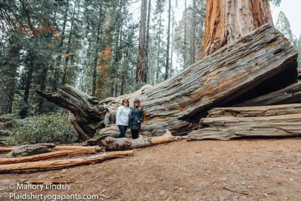 Great trip for seniors with limited mobility. Two females in winter clothing standing in front of the fallen Sequoia in Sequoia National Park