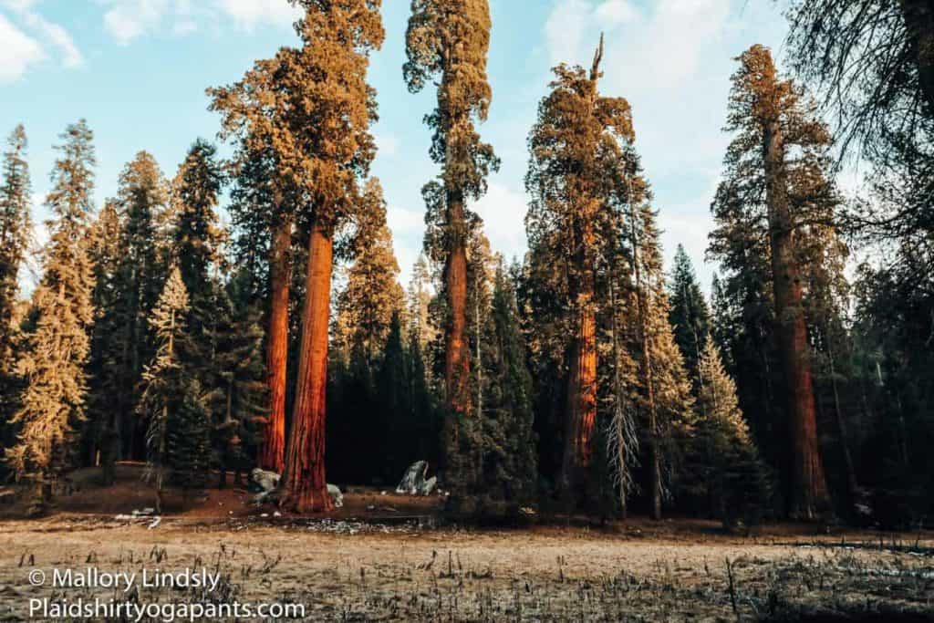 Big tree loop in Sequoia National Park