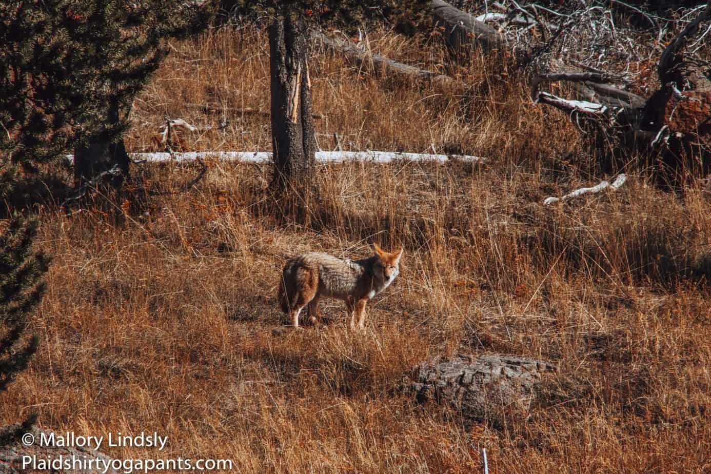 Long lens photo of a coyote looking at the camera