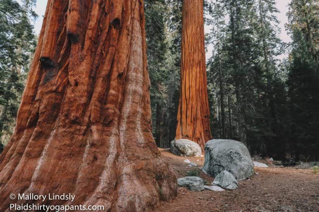 Two trees with different bases in Sequoia National Park