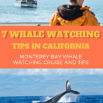 Whale Watching Tours in California