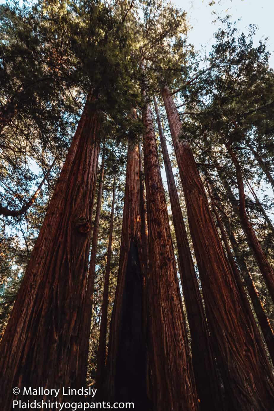 redwoods in Big Sur area