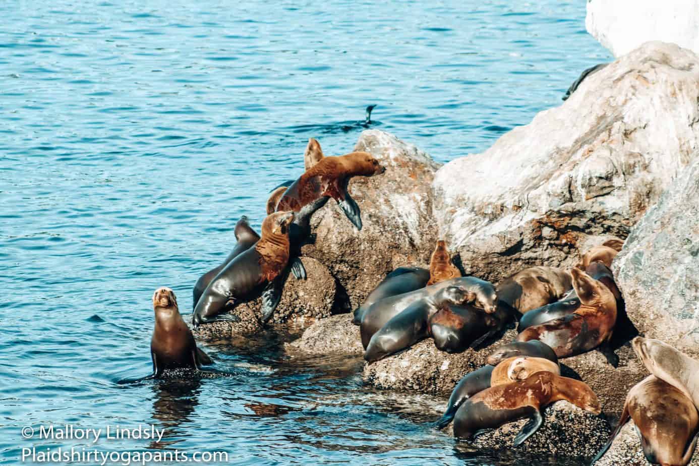Sea lions sitting on the rock. 