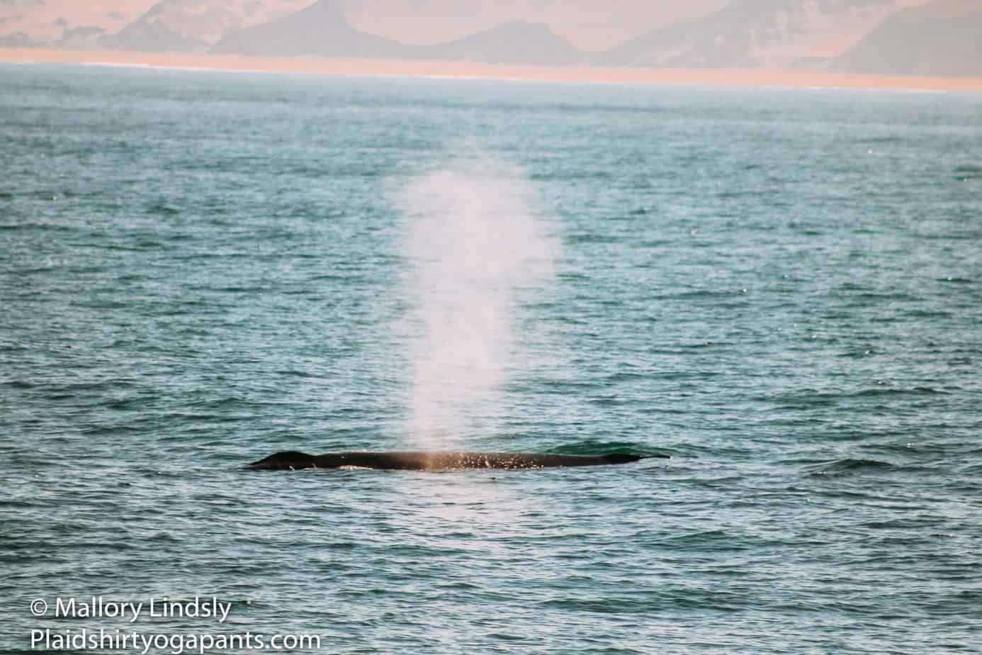 A Whale Blow hole in Monterey Bay