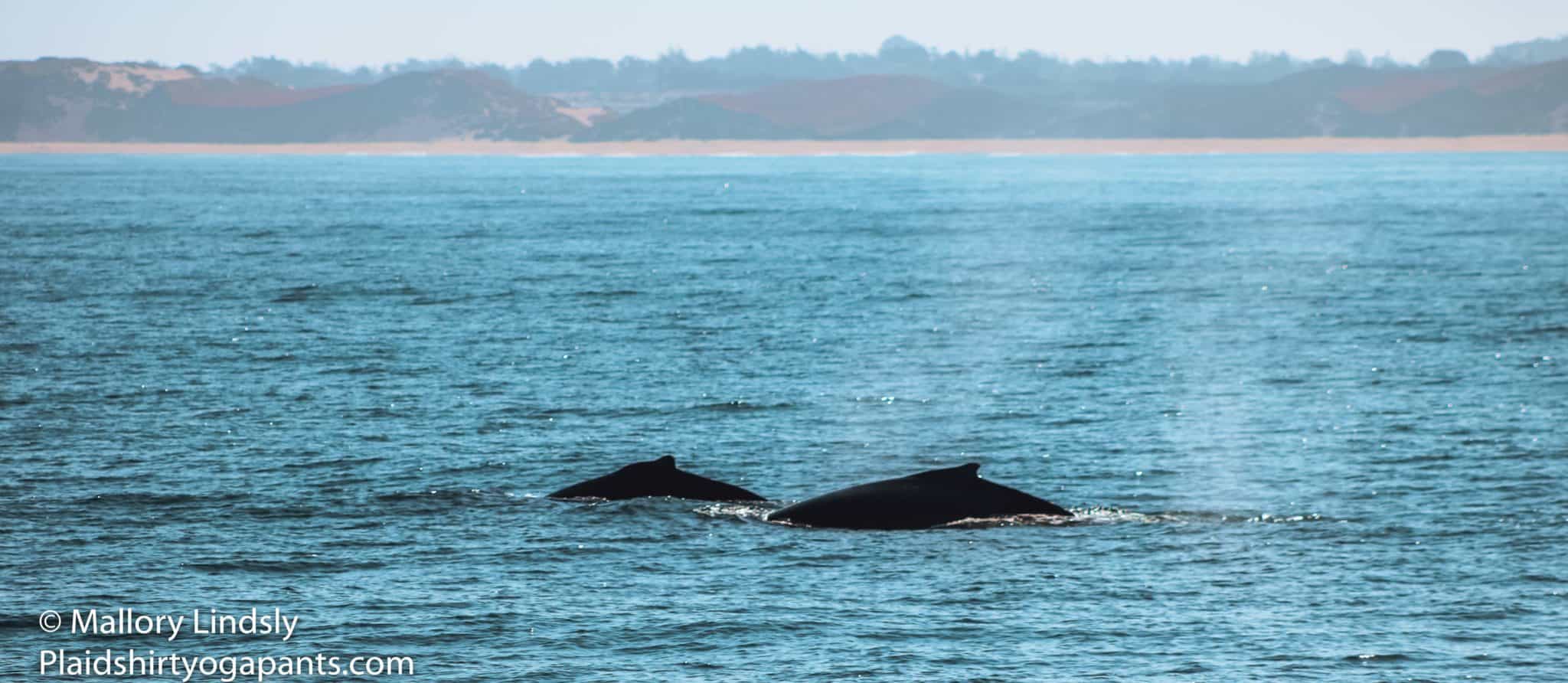 Two humpack whales in <a href=