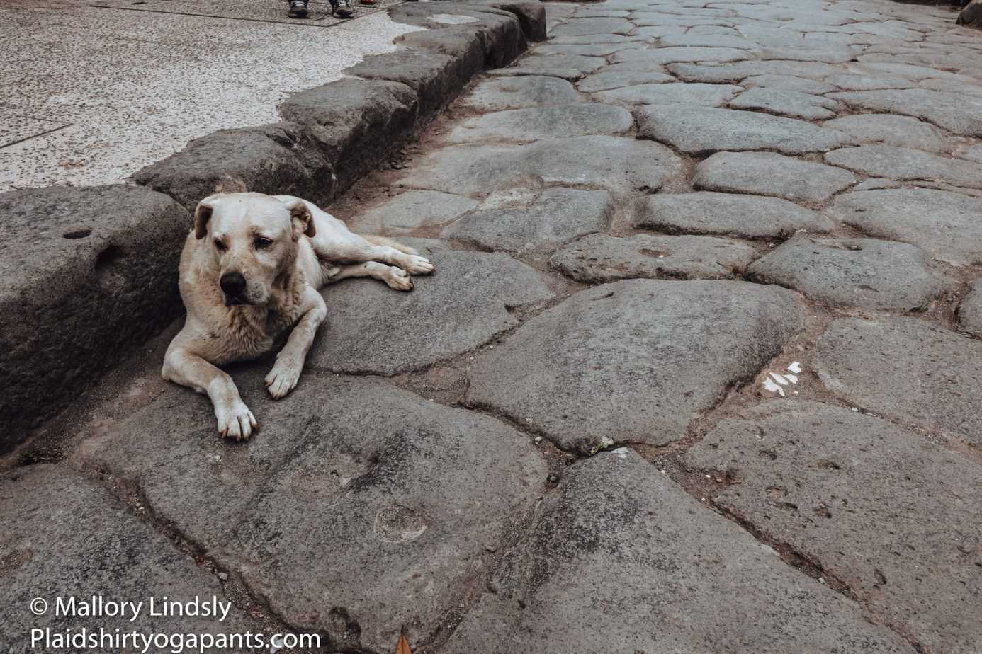 Dogs of Pompeii