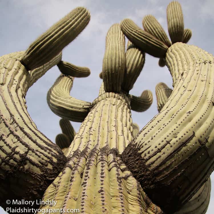 Saguaro National Park Cactus in az