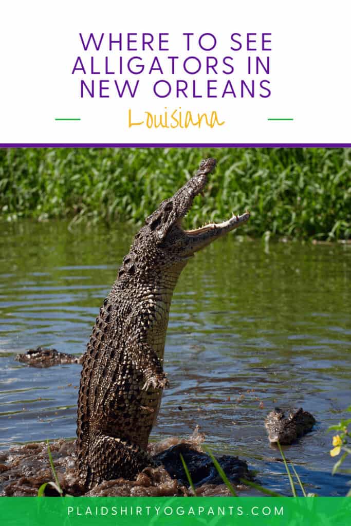 Where to see Alligators in New Orleans louisiana nola 1